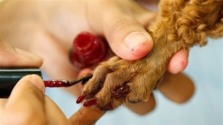 Make up per cani e gatti: l'ultima mania beauty