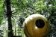 Free Spirit Sphere Treehouses (Canada)