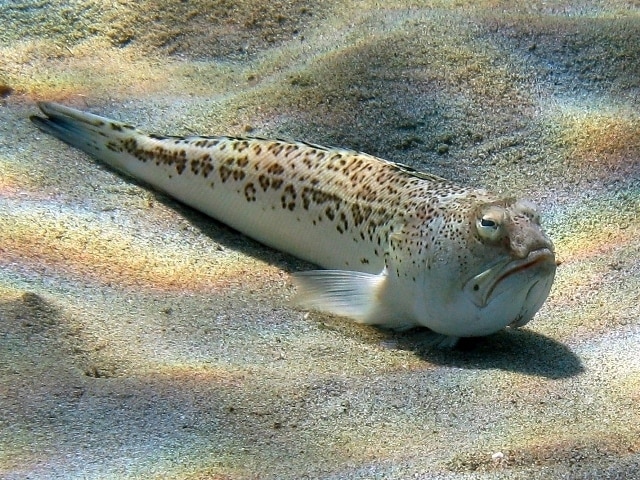 Si mimetizza sui fondali, anche a riva. Ha gli occhi e la bocca posizionate verso l'alto, come ad attendere il pericolo dall'alto. I bagnanti possono conoscere questo pesce, lungo 15 cm ad un massimo di 50, perché sfiorandone il dorso vengono "punti" dalle pinne dorsali. Il dolore per il veleno liberato raggiunge il massimo dopo 30-45 minuti, portando talvolta a nausea e svenimenti.