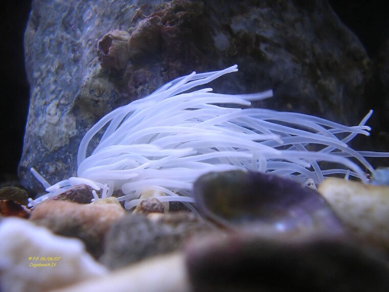 Eleganti da vedere, gli anemoni si trovano nelle zone rocciose e, se ad esempio incontrano le dita di qualche pescatore di cozze, possono rilasciare un veleno doloroso, ma quasi mai pericoloso.