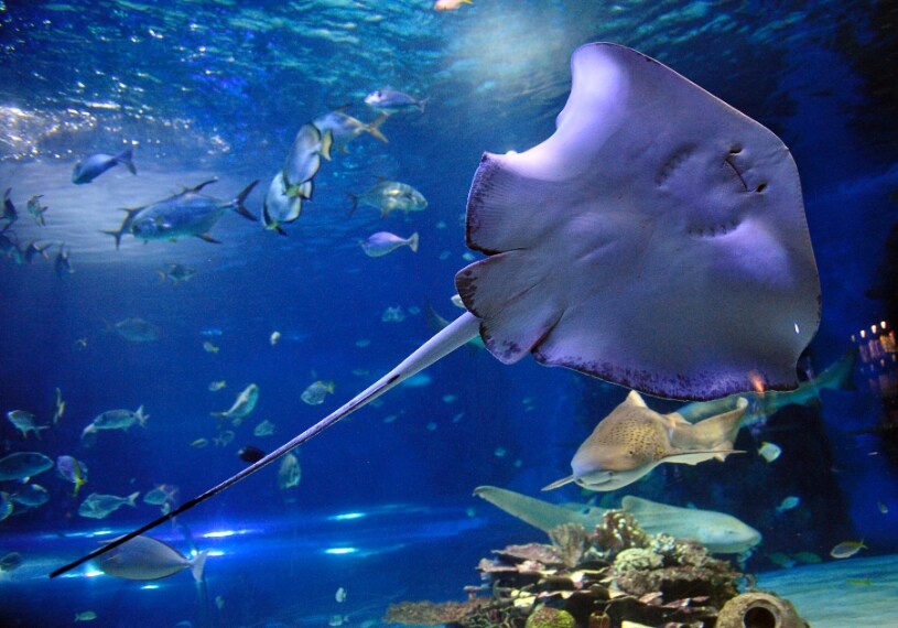 In genere nuotano sui fondali, mimetizzandosi in genere con la sabbia di cui ne hanno il colore. Anche in questo caso esistono diverse specie, alcune delle quali possono uccidere l'uomo liberando una scarica di energia elettrica.