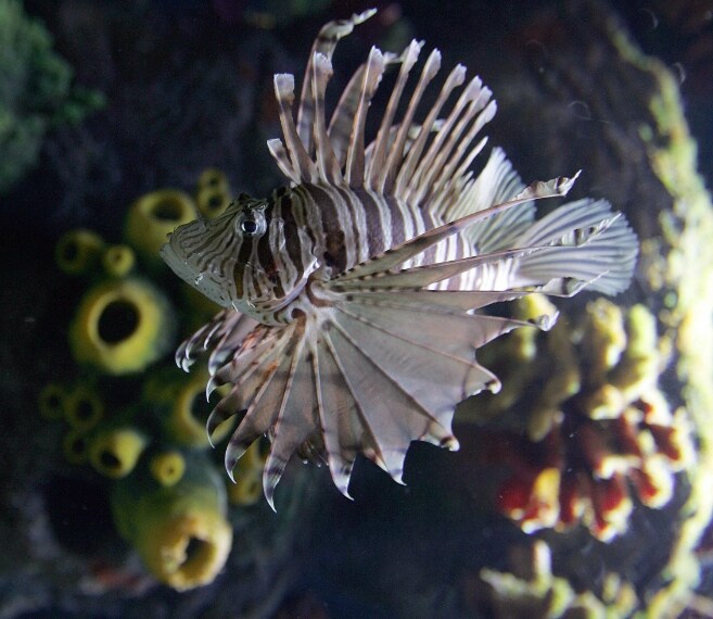 Può raggiungere i 38 cm di lunghezza, vive nelle acque del Mar Rosso e dell'Oceano Pacifico, dal Sud-Est asiatico fino all'Australia, dal Giappone alla Polinesia. Il veleno liberato dai suoi aculei può uccidere anche l'uomo.