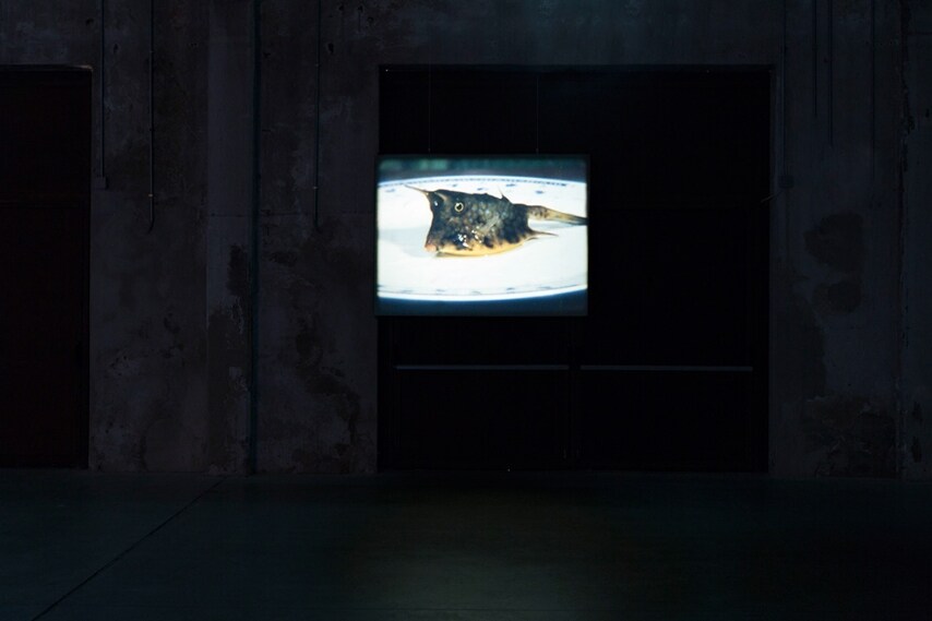 João Maria Gusmão + Pedro Paiva. Papagaio. Installation views Fondazione HangarBicocca, 2014. Photo Agostino Osio. Courtesy Fondazione HangarBicocca