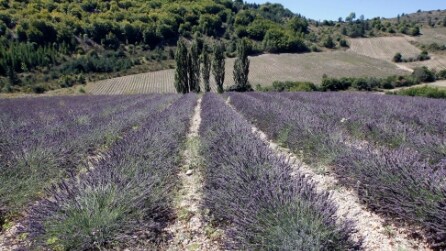 I profumati campi di lavanda in Francia