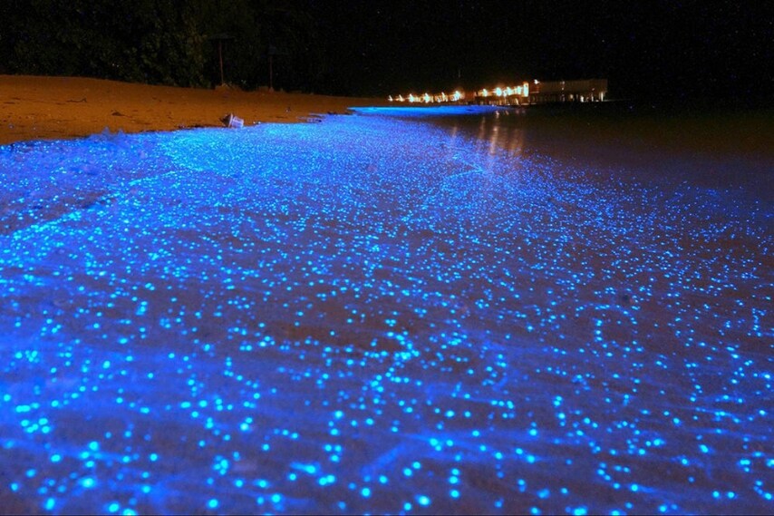 L’isola di Vaadhoo nelle Maldive, sembra essere circondata da un alone di mistero e magia. Infatti in quest’isola, la notte, è possibile assistere ad uno spettacolo meraviglioso lungo la spiaggia: tante piccole stelle luccicanti che illuminano il mare.