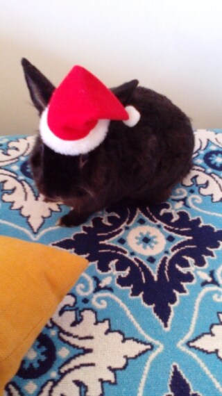 Foto inviata dall'utente Rossella C.