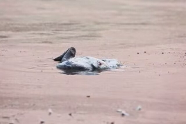 Un cigno in Cina si è suicidato dopo che ha assistito alla morte della madre, o del padre. Questo è quanto sostiene la fotografa che ha immortalato la sequenza della tragica fine di questo animale. Ma gli animali si suicidano davvero?