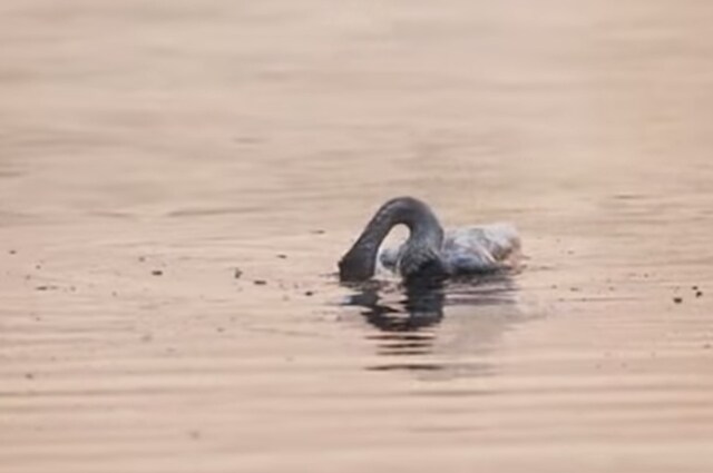 Un cigno in Cina si è suicidato dopo che ha assistito alla morte della madre, o del padre. Questo è quanto sostiene la fotografa che ha immortalato la sequenza della tragica fine di questo animale. Ma gli animali si suicidano davvero?