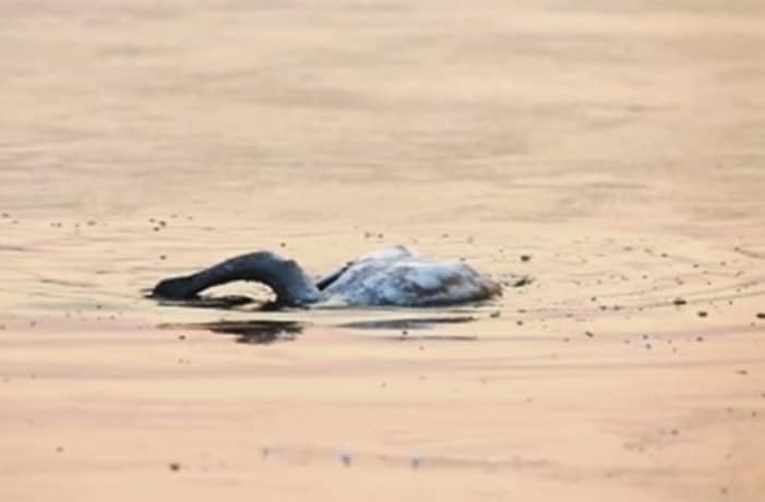 Un cigno in Cina si è suicidato dopo che ha assistito alla morte della madre, o del padre. Questo è quanto sostiene la fotografa che ha immortalato la sequenza della tragica fine di questo animale. Ma gli animali si suicidano davvero?