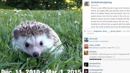 E' morto Biddy, riccio giramondo. 600 mila fan in lutto su Instagram