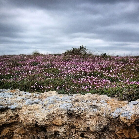 Credit @gina_jungle (su Instagram)