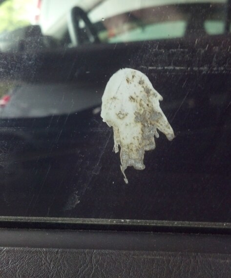 Alias, escremento di piccione. FONTE: albinoclaw on Reddit