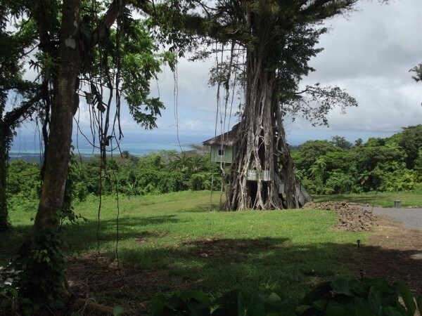 È il primo e unico "treesort" in tutto il Pacifico meridionale.