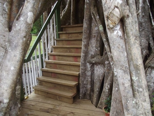 Sorge all'interno di un enorme albero