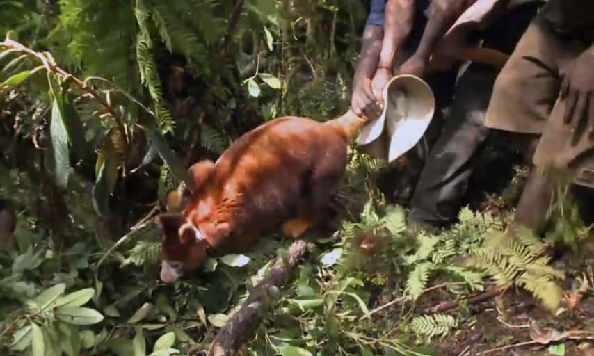 Nel salto fra i rami sono dei campioni olimpionici ma al suolo sono lenti ed impacciati e nonostante questo, ci vogliono più uomini per catturarli.