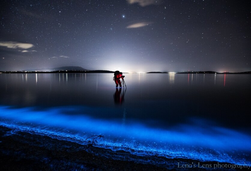 La spiegazione della bioluminescenza è da ricercare negli organismi, chiamati dinoflagellati, che abitano quelle acque.