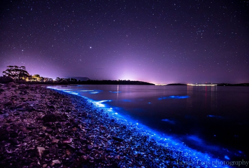 Si chiama bioluminescenza ed è un fenomeno davvero spettacolare.