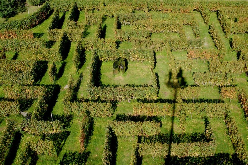 È un raro esempio di labirinto “vinicolo”