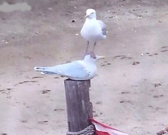 Cosa succede quando un fratello ruba il proprio posto sul divano