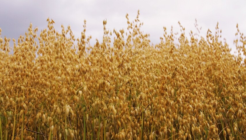 Avena - Mantiene stabile il colesterolo