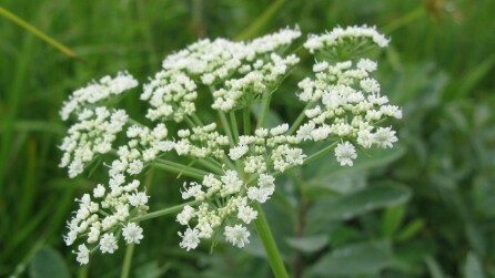 10 erbe per perdere peso