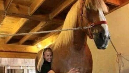 Ecco Il Cavallo Piu Grande Del Mondo E Alto 2 75 Metri