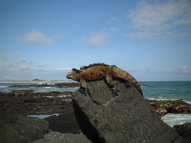https://en.wikipedia.org/wiki/Gal%C3%A1pagos_Islands#/media/File:Galapagos_iguana1.jpg