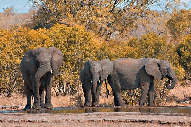 https://commons.wikimedia.org/wiki/File:Kruger_Park_Elephants.jpg
