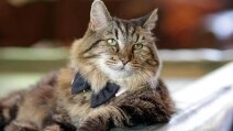 Il gatto che ha raggiunto il record del mondo: ecco cosa ha di speciale