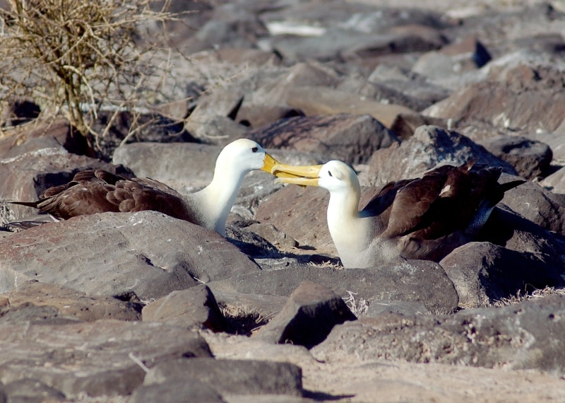 Gli albatros formano coppie che durano tutta la vita
