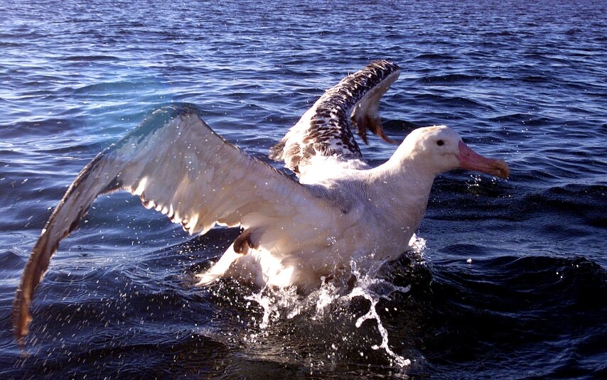 Si nutrono di calamari e piccoli pesci