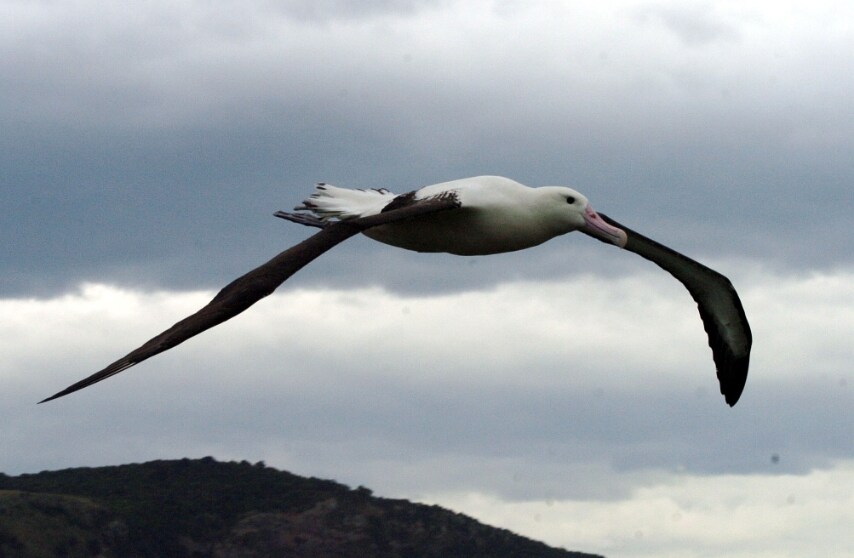 Volano anche per 10 anni di seguito senza toccare terra