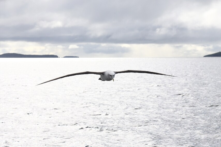 Sono ottimi predatori