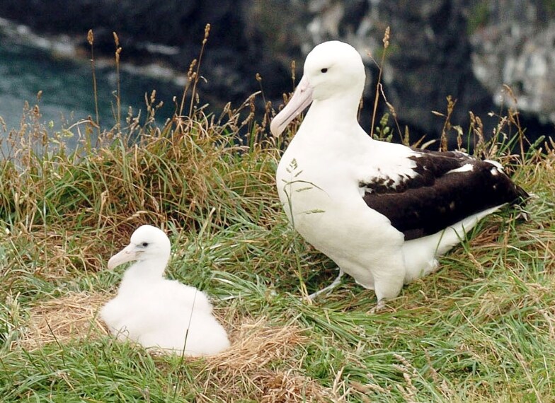 I piccoli impiegano anche 40 settimane prima di lasciare il nido