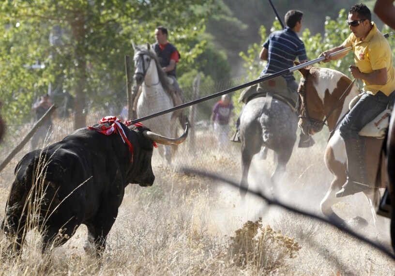 Un decreto legge propone di modificare il torneo del Toro de la Vega