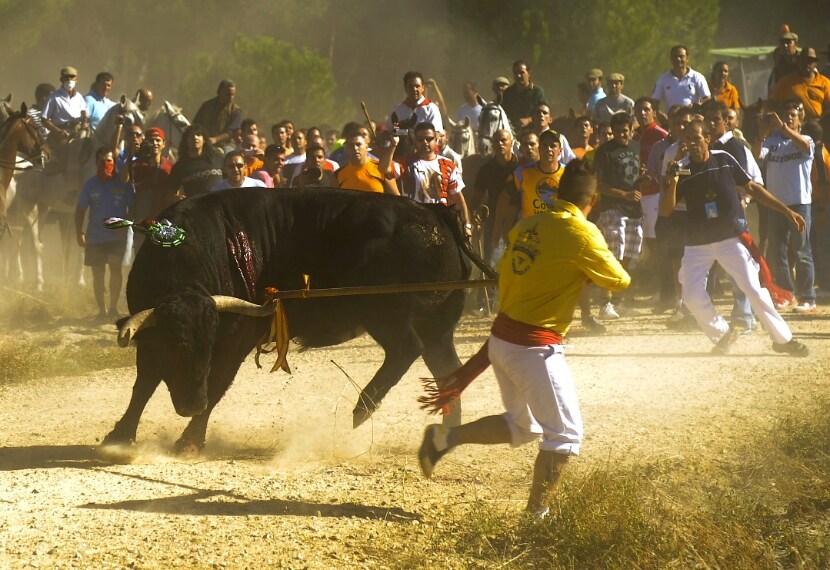 L'animale può sperare di salvarsi solo se raggiunge un punto prestabilito