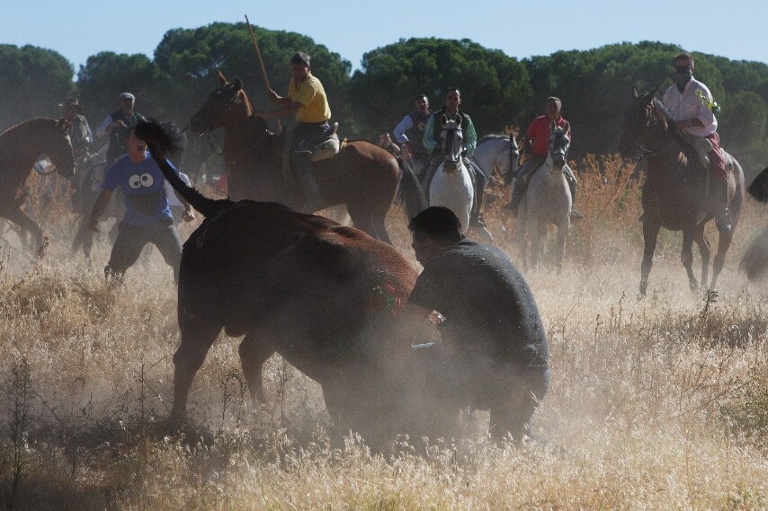 La tauromachia prevede lo scontro tra bovini o tra uomo e bovino