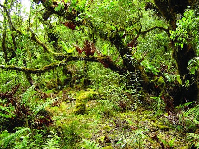 Credit: Larry Heaney, The Field Museum http://www.eurekalert.org/multimedia/pub/119644.php?from=333006