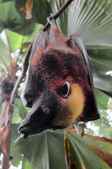 Credit: Wikipedia https://en.wikipedia.org/wiki/Giant_golden-crowned_flying_fox#/media/File:Acerodon_jubatus_by_Gregg_Yan.jpg