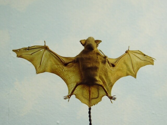 Credit: Wikipedia https://en.wikipedia.org/wiki/Lesser_bamboo_bat#/media/File:Lesser_Bamboo_Bat.JPG