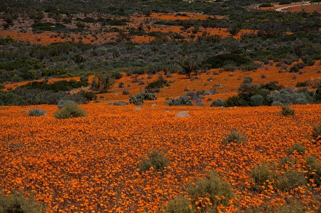 https://en.wikipedia.org/wiki/File:Namaqua_NP4.jpg