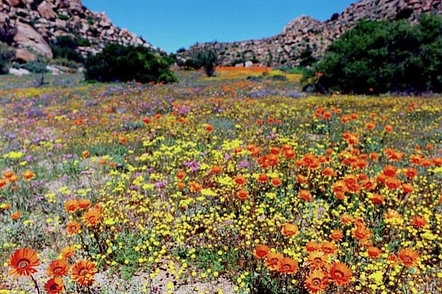 https://commons.wikimedia.org/wiki/File:Spring_in_Namaqualand.jpg
