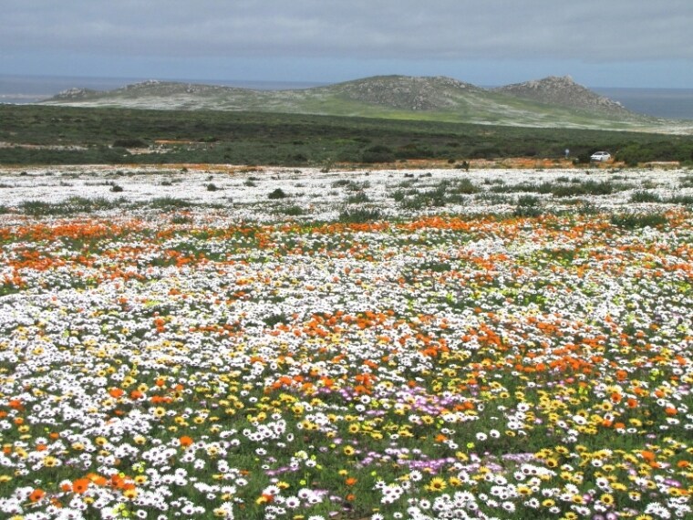 https://commons.wikimedia.org/wiki/File:Namaqualand_flowers_1.JPG