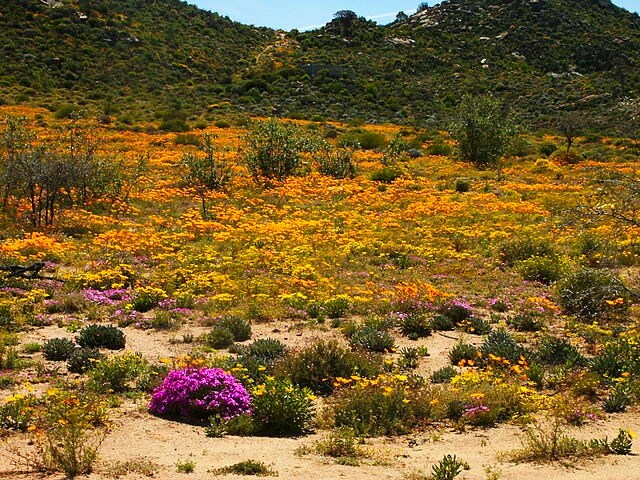 https://it.wikipedia.org/wiki/File:W%C3%BCstenbl%C3%BCte_Namaqualand,_Goegap_N.R._(0037).jpg