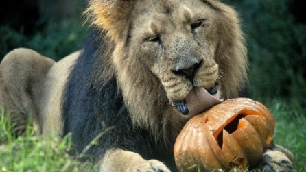 Halloween al BioParco di Roma