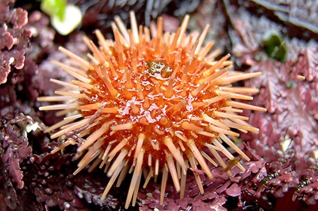 Benché la maggior parte degli esemplari non superi i trenta anni di età, i biologi marini hanno trovati alcuni esemplari di riccio di mare rosso di circa duecento anni. Foto di Taollan82 https://en.wikipedia.org/wiki/Red_sea_urchin#/media/File:Strongylocentrotus_franciscanus_juvenile.jpg