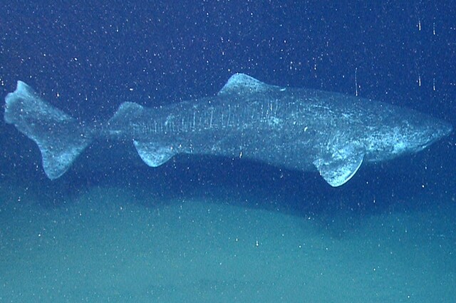 Lo squalo della Groenlandia è il vertebrato più longevo in assoluto, dato che può raggiungere i 400 anni di età. Vive nelle fredde acque del Nord Atlantico e raggiunge la maturità sessuale solo a 150 anni di età. Foto di NOAA Okeanos Explorer Program: https://it.wikipedia.org/wiki/Somniosus_microcephalus#/media/File:Somniosus_microcephalus_okeanos.jpg