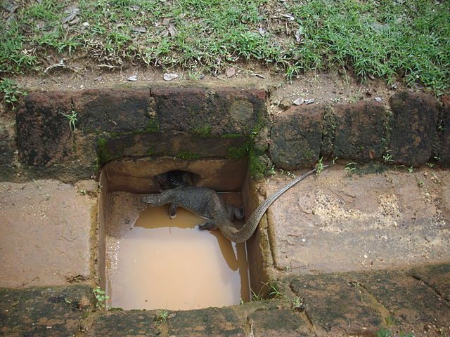 https://commons.wikimedia.org/wiki/File:Giant_Monitor_Lizard_inside_Sigiriya_national_Park..jpg