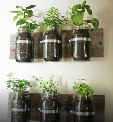 Put topsoil and herbs in the jars.