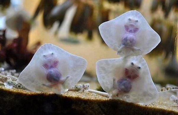 Le piccole razze assomigliano a ravioli ripieni. https://imgur.com/LM3AQiR